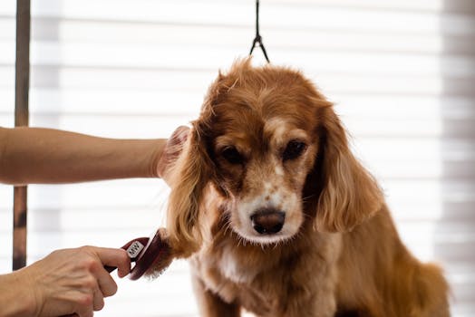 How to Brush Your Dog Coat Properly for Every Breed