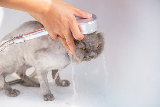 Step-by-Step Guide to Bathing Your Dog at Home