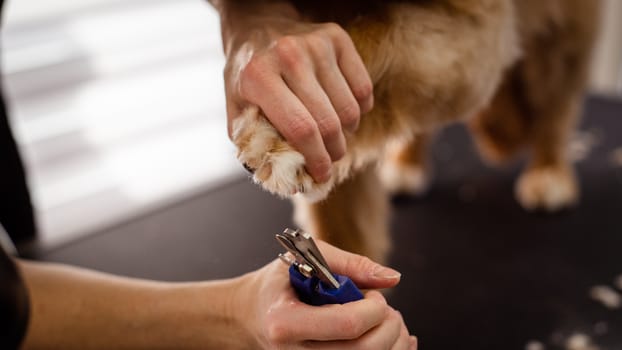 How to Safely Trim Your Dog Nails Without Cutting the Quick