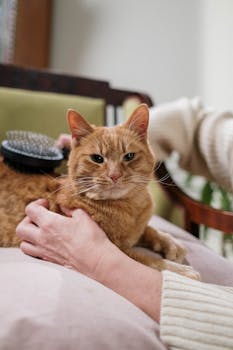 Cat Grooming Tips Every First-Time Owner Should Know
