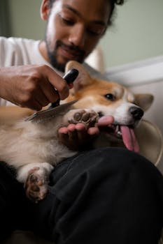 Complete Guide to Brushing Your Dog Teeth at Home