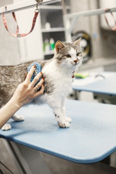 Grooming Tips for Senior Dogs with Sensitive Skin