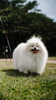 Summer Grooming Tips to Keep Your Pet Cool and Safe