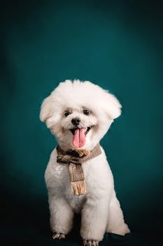 How to Choose the Best Professional Pet Groomer