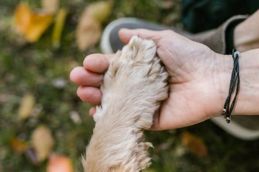 Complete Dog Paw Care and Pad Maintenance Guide