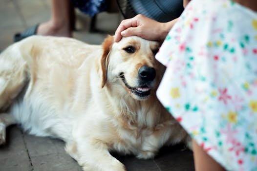 Golden Retriever Grooming Guide for Every Season