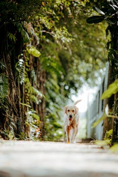Labrador Retriever Grooming Essentials and Shedding Tips
