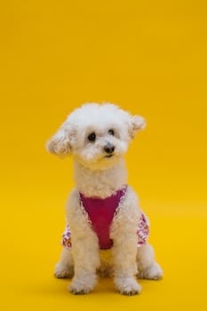 Popular Poodle Grooming Styles and Cutting Techniques