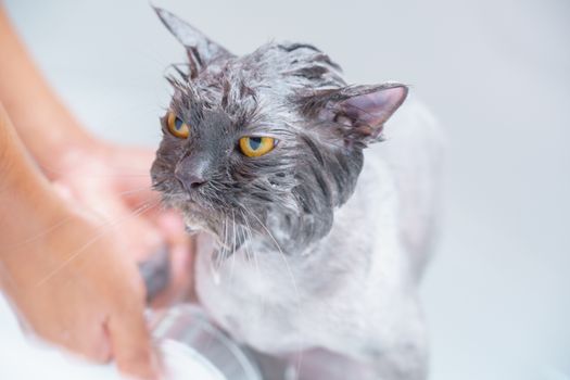 Persian Cat Grooming Complete Coat and Eye Care Guide