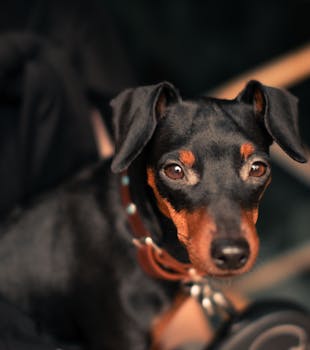 Short-Haired Dog Grooming Made Simple and Effective