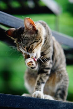 First-Time Kitten Grooming Tips for New Cat Owners