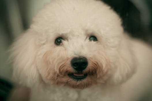 Keeping White Dog Coats Bright and Stain Free