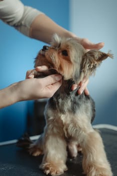 Mobile Pet Grooming Services Pros Cons and Cost