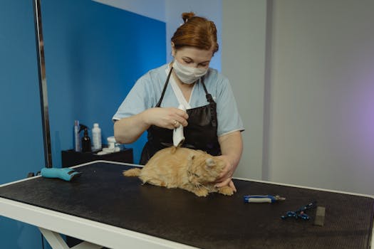 How to Groom Around Your Dog Face and Muzzle