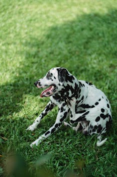 Recognizing Common Skin Conditions During Grooming