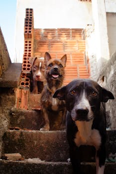 How to Reduce Dog Odor Between Bath Days