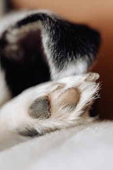 How to Trim Paw Hair and Feathering on Dogs