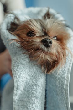 Coat Conditioning and Deep Moisturizing Tips for Dogs