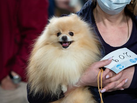 Show Dog Grooming Preparation and Competition Tips