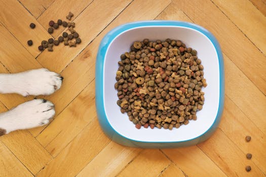 Complete Guide to Balanced Nutrition for Dogs