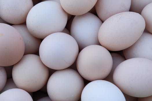 Best Protein Sources for Your Dog Diet Explained