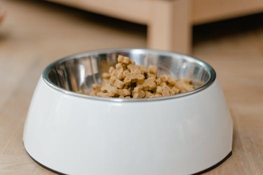 Raw Diet for Dogs Benefits Risks and How to Start