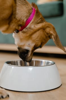 Puppy Nutrition Feeding Guidelines from Birth to One Year