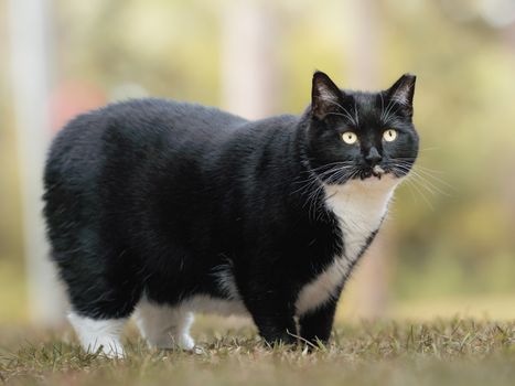 Weight Management Strategies for Overweight Dogs