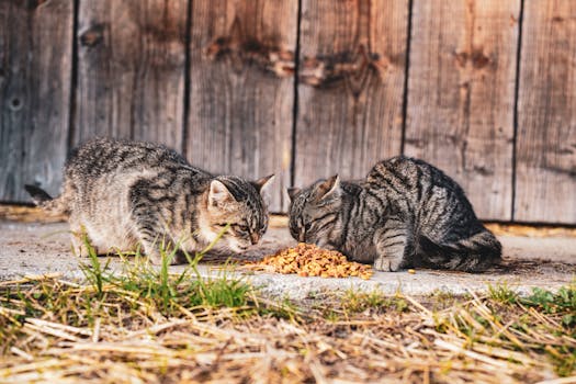 Best Cat Food for Indoor Cats Complete Buying Guide