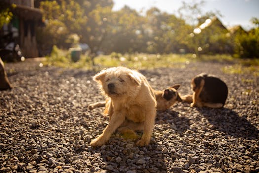 Food Allergies in Dogs Symptoms Diagnosis and Solutions