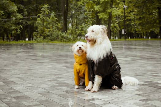 Wet vs Dry Dog Food Which Is Better for Your Pet