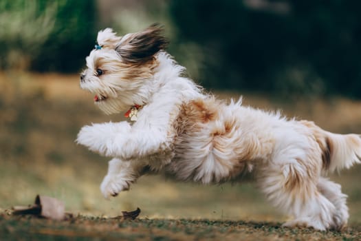 Best Joint Health Supplements for Dogs of All Ages