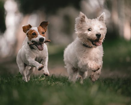 Fish Oil for Dogs Benefits Dosage and Side Effects