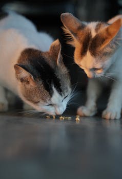 Cat Nutrition Essentials Every Owner Should Understand