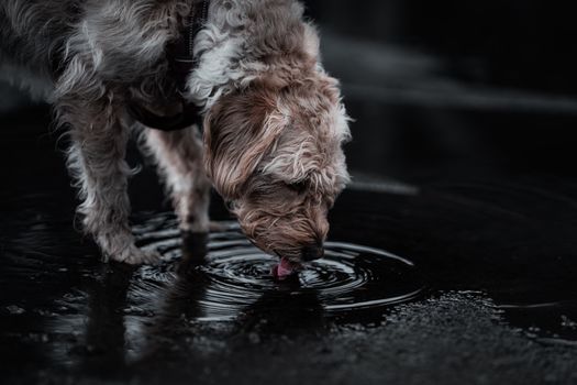 How Much Water Does Your Dog Really Need Each Day