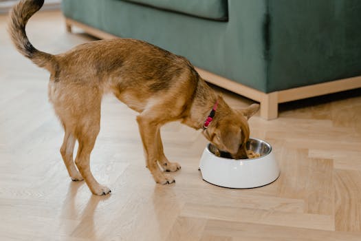 How to Properly Feed a Diabetic Dog