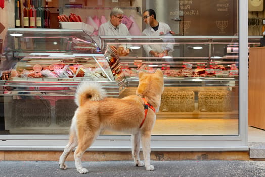 Understanding Dog Food Ingredient Lists Decoded
