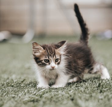 Kitten Nutrition Complete Growth Stage Feeding Guide