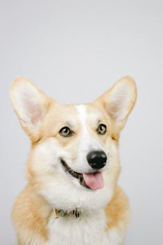 Best Dog Food for Active Working and Sporting Dogs
