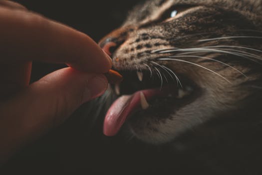 Human Foods That Are Actually Healthy for Dogs