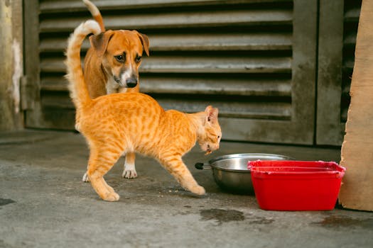 Managing Food Allergies and Intolerances in Cats