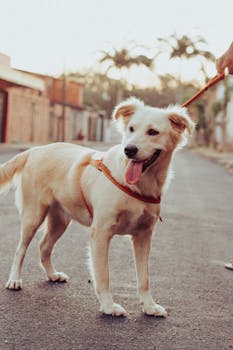 Best Diet Plan for Dogs with Pancreatitis