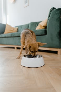 Dehydrated Dog Food Benefits and Complete Buying Guide