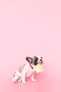 Nutritional Differences Between Puppy and Adult Dog Food
