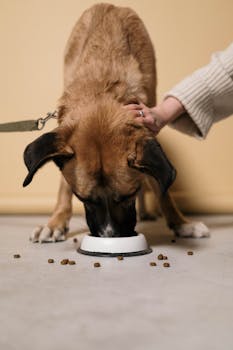 High-Fiber Foods for Dogs with Digestive Issues
