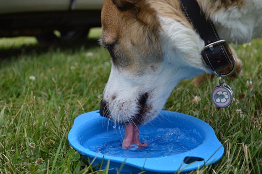 Summer Hydration Tips for Dogs in Hot Weather