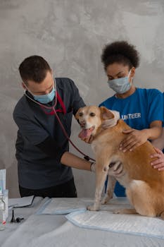What Your Vet Checks During Annual Wellness Exams