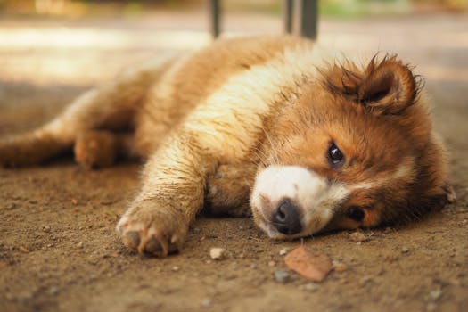 Common Puppy Illnesses Symptoms and Early Warning Signs