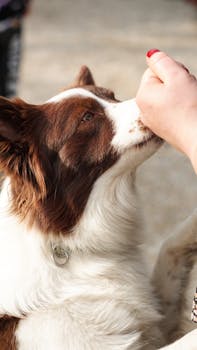 How to Give Your Dog Oral Medications Safely