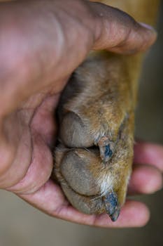 Understanding Your Dog Blood Test Results Explained